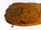 Large Mid-Century Walnut Tree Trunk Coffee Table attributed to Carl Auböck, 1950s, Image 15