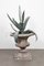 Iron Agave Plant Sculpture, 18th Century 3