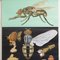 Educational Fly Wall Chart by Jung, Koch, & Quentell for Hagemann, 1960s, Image 3