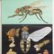 Póster educativo de moscas de Jung, Koch, & Quentell para Hagemann, años 60, Imagen 3