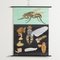 Educational Fly Wall Chart by Jung, Koch, & Quentell for Hagemann, 1960s 1