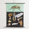 Educational Fly Wall Chart by Jung, Koch, & Quentell for Hagemann, 1960s, Image 1