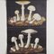 Educational Mushroom Wall Chart by Jung, Koch, & Quentell for Hagemann, 1970s, Image 3