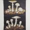 Mushroom Lehrtafel von Jung, Koch & Quentell für Hagemann, 1970er 3