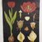 Botanische Tulip Lehrtafel von Jung, Koch & Quentell für Hagemann, 1950er 3