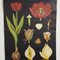 Tableau Mural Botanique Tulipe par Jung, Koch, & Quentell pour Hagemann, 1950s 3