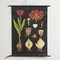 Tableau Mural Botanique Tulipe par Jung, Koch, & Quentell pour Hagemann, 1950s 1