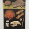 Educational Hedgehog Wall Chart by Jung, Koch, & Quentell for Hagemann, 1960s, Image 4
