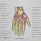 Vintage French Anatomy Chart- Hand & Foot, 1960s 2