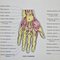 Vintage French Anatomy Chart- Hand & Foot, 1960s, Image 2