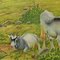 Vintage Rollable Wall Chart Goats on the Mountain Pasture, 1970s, Image 2