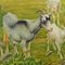 Vintage Rollable Wall Chart Goats on the Mountain Pasture, 1970s 3