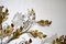 Applique in ferro battuto con decoro foglia oro e fiori in cristallo, Immagine 8