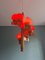 Scandinavian Chandelier in Pine and Red Opaline by Aneta, 1960 8