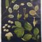 Tableau Mural Botanique Vintage par Jung, Koch, & Quentell pour Hagemann, 1970s 3