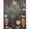 Vintage Educational Pine Wall Chart by Jung, Koch, & Quentell for Hagemann, 1970s 5