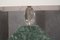 Indische Tischlampe aus grünem Marmor & Muranoglas, 2000er 5