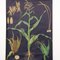 Botanical Corn Wall Chart by Jung, Koch, & Quentell for Hagemann, 1960s 2