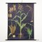 Affiche Murale Botanique en Maïs par Jung, Koch, & Quentell pour Hagemann, 1960s 1