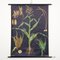 Botanical Corn Wall Chart by Jung, Koch, & Quentell for Hagemann, 1960s, Image 1