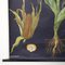Affiche Murale Botanique en Maïs par Jung, Koch, & Quentell pour Hagemann, 1960s 3