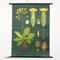 Vintage Botanical Wall Chart by Jung, Koch, & Quentell for Hagemann, 1960s, Image 1