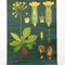 Vintage Botanical Wall Chart by Jung, Koch, & Quentell for Hagemann, 1960s, Image 3