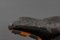 Poltrona Siesta di Ingmar Relling per Westnofa, Norvegia, anni '60, Immagine 24
