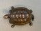 19th Century Bronze Turtle 6