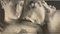 Arazzo da parete Adonis & Venus di Enzo Mari per Flou, 1998, Immagine 1