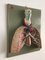 Anatomical 3-Dimensional Picture, Germany, 1950s, Image 2