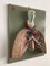Tableau Anatomical 3-Dimensional, Allemagne, 1950s 2