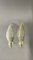 Veronese Wall Lights by André Arbus, 1950s, Set of 2, Image 1