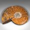 Expositor de fósiles de amonita africana vintage opalizada, espécimen, años 70. Juego de 2, Imagen 10