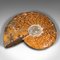 Vintage African Ammonite Opalized Fossil Display, Specimen, 1970s, Set of 2 10