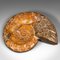 Expositor de fósiles de amonita africana vintage opalizada, espécimen, años 70. Juego de 2, Imagen 9