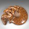 Vintage African Ammonite Opalized Fossil Display, Specimen, 1970s, Set of 2 9
