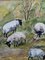 Grazing Sheep, 1950s, Oil on Canvas, Framed, Image 4
