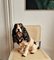 Großer sitzender Mid-Century Spaniel Hund in glasierter Keramikfigur, 1960er 10
