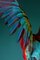 Tim Platt, Macaw # 3, 2013, Stampa a pigmenti d'archivio, Immagine 2