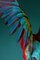 Tim Platt, Macaw #3, 2013, Archival Pigment Print, Image 4