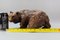 Hand Carved Bear Figure with Glass Eyes, Germany, 1930s, Image 13
