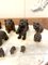 Small 19th Century Carved Oak Black Forest Bears, 1860s, Set of 15 8