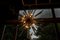 Lámpara de araña Sputnik grande estilo Venini de latón y cristal de Murano ámbar, década de 2000, Imagen 12