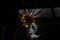 Großer Sputnik Kronleuchter im Venini Stil aus Messing & Bernsteinfarbenem Muranoglas, 2000er 11