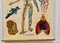 Large University Anatomical Chart Veins and Lungs by Turner, 1920s 5
