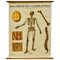 Grand Tableau Anatomical Bones University par Turner, 1920s 1