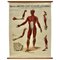 Large University Anatomical Muscles Chart by Turner, 1920s 1