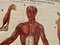 Großes anatomisches Universitäts-Muskeldiagramm von Turner, 1920er 5