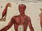 Large University Anatomical Muscles Chart by Turner, 1920s 5